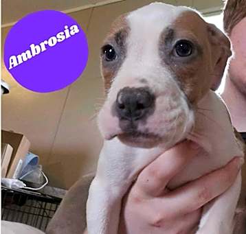 Photo of Ambrosia