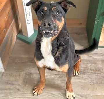 Photo of Bentley