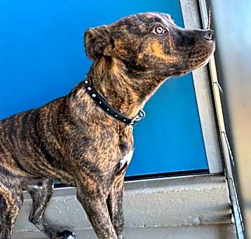 Photo of Gogo