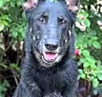 Photo of Belle