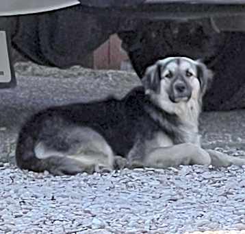 Photo of Lady