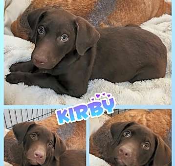 Photo of Kirby