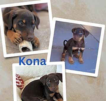 Photo of Kona