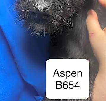 Photo of Aspen B654