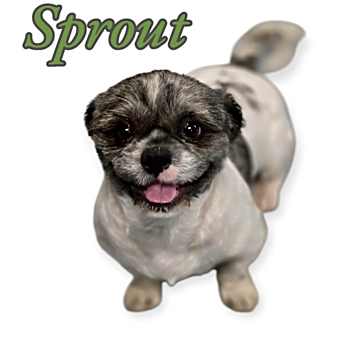 Photo of SPROUT