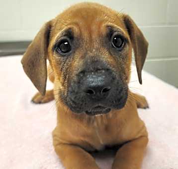 Photo of Whisper