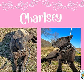 Photo of Charlie (Charlsey)