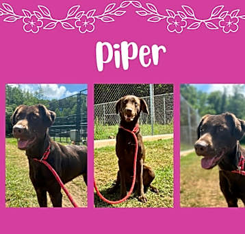 Photo of Piper