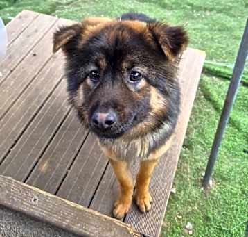 Photo of Fudge