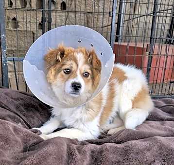 Photo of Allo