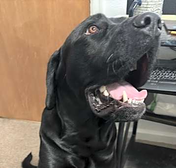 Photo of Rocco