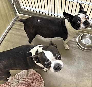 Photo of Lola and Kevin