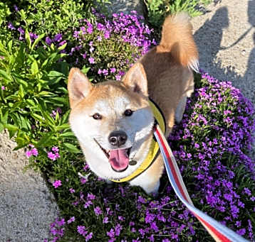 Photo of Bailey