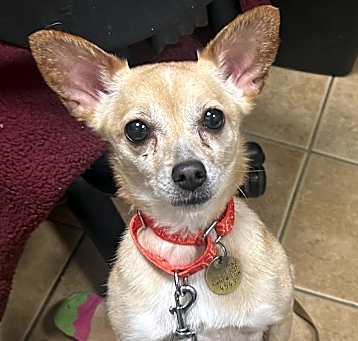 Photo of Lady Dolly of NJ