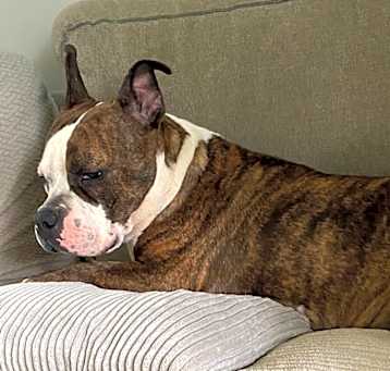 Photo of Penny