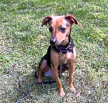 Photo of Cali (I need a foster)