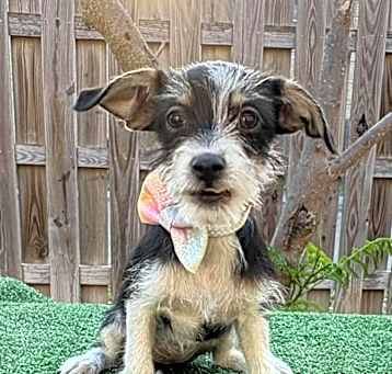 Photo of Tamale