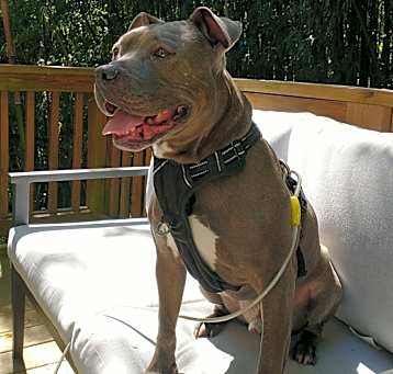 Photo of Bubba
