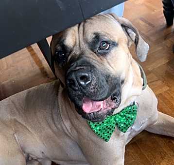 Photo of Achilles