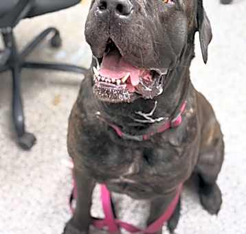 Photo of Rajah