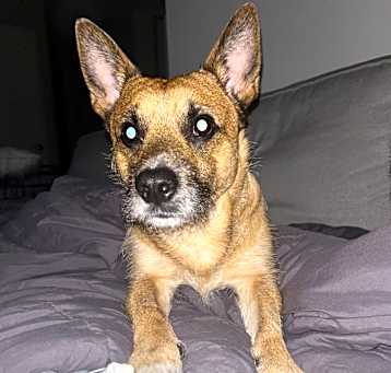 Photo of Diesel
