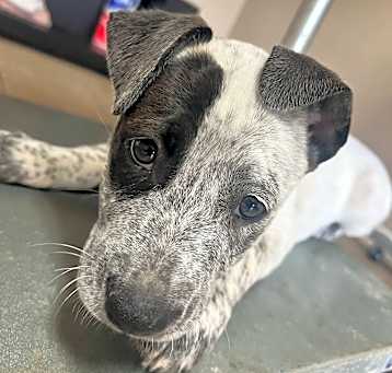 Photo of Blaze