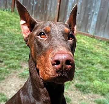 Photo of Hopper