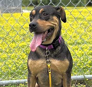 Photo of 2505-0854 Louie