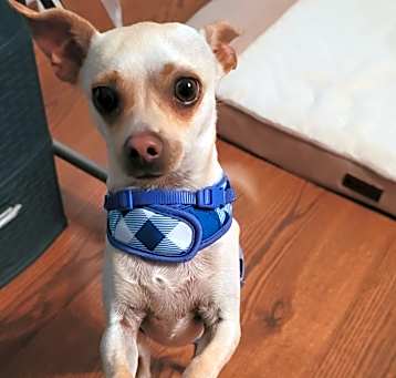 Photo of Chico