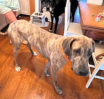Photo of Luna