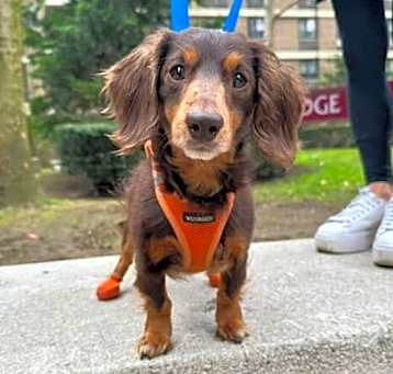 Photo of Smokey