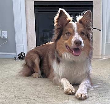 Photo of Alfie