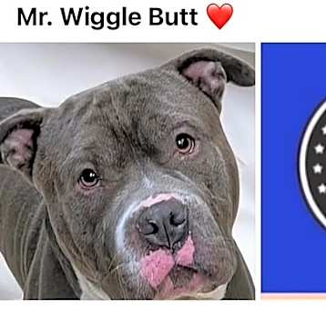 Photo of MR. WIGGLE BUTT