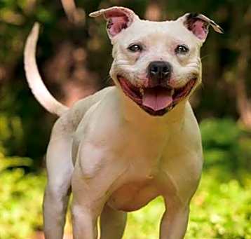 Photo of SADIE