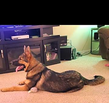 Photo of Benji