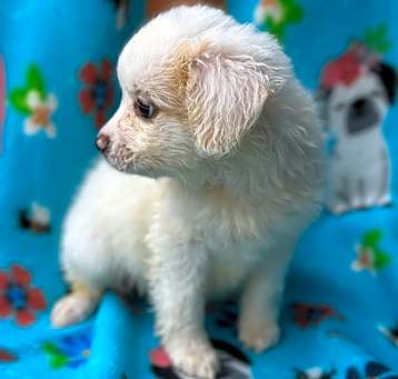 Photo of Pinky