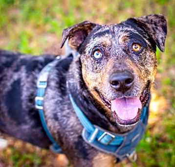 Photo of Buddy