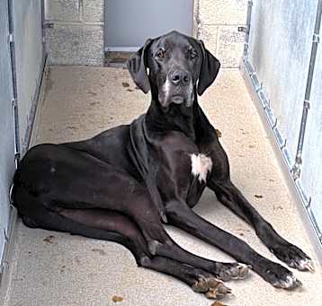 Photo of Baretta