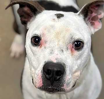 Photo of Chase