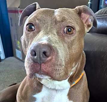 Photo of Kitty - In Foster