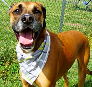 Photo of Roscoe