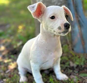 Photo of Lollie