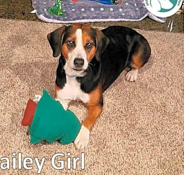 Photo of BAILEY GIRL