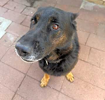 Photo of Levi