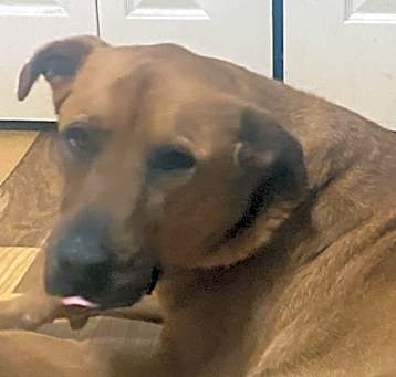 Photo of Scooby