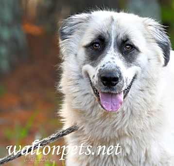Photo of Daisy #18915