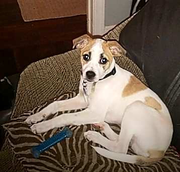 Photo of Buster