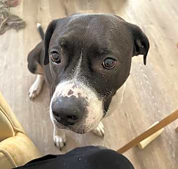 Photo of Annilee