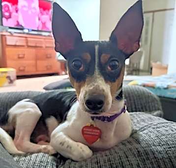 Photo of Ziggy