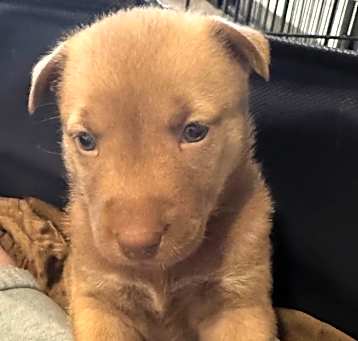 Photo of Ginger
